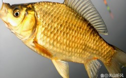 黄金鲫养殖效益咋样？技术难点在哪？