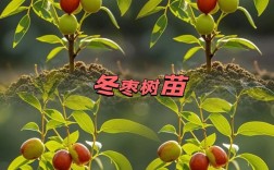 山东农科院枣树有哪些优良品种？