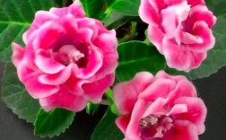 哪些大岩桐品种花期最长？