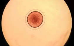 人工泥鳅孵化技术视频怎么学？关键步骤有哪些？