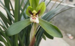 贵州兰花品种有哪些？