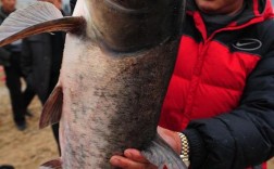 鳙鱼（胖头鱼）高效养殖技术要点有哪些？如何提升成活率与产量？