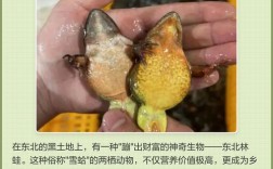 野生林蛙怎么养殖技术