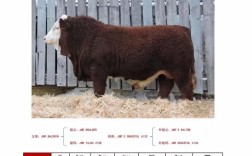 西门塔尔牛成品牛价格