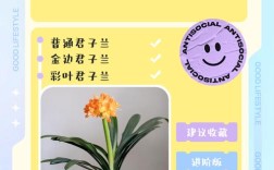 视频里介绍的是哪些君子兰品种？