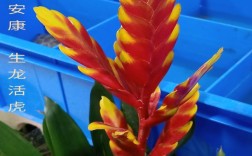 丽穗凤梨图片养殖技术