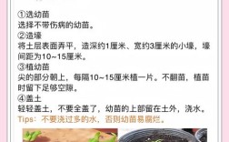 室内种洋葱，关键技术有哪些？