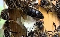 四川养殖中蜂首选什么品种？