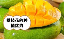 凯特芒果种植技术视频