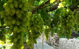 新疆马奶葡萄种植技术有哪些关键要点？