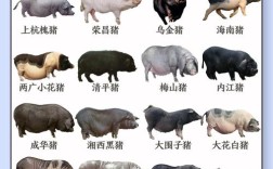 哪种猪最适合放养？