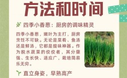 地膜四季香葱咋种植高产？