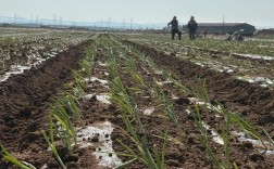 洋葱种植新技术视频有哪些要点？