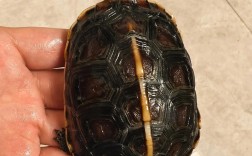 黄缘苗品种怎么快速区分？