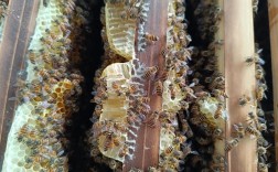 养意大利蜜蜂技术视频，新手必看的关键点是什么？