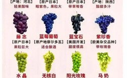 葡萄嫁接，哪个品种成活率最高？