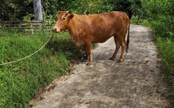 四川养牛，啥品种最合适？