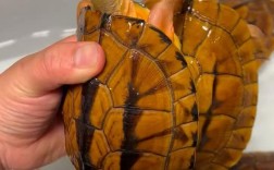 药用价值高的龟的品种