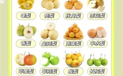 哪里能买到好品种的梨子？