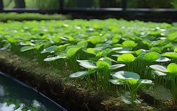 水产信子，水信子怎么养