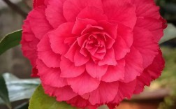 茶花的品种与图片大全