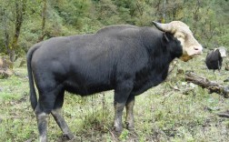 常见牛品种有哪些？