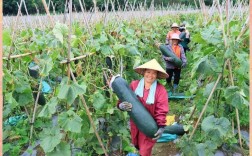 冬瓜高产栽培技术视频有哪些要点？