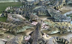 鳄鱼养殖技术直播怎么学？