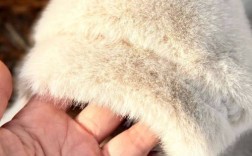 2025年进口貂价格会涨还是跌？