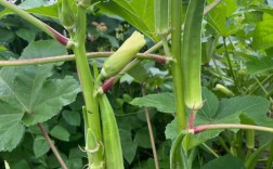 黄秋葵有几个品种图片