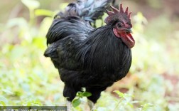 黑色母鸡有哪些品种？