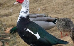 美国番鸭养殖技术视频，核心要点有哪些？