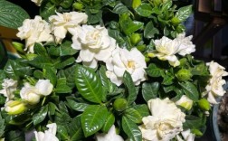 栀子花哪个品种颜值最高？