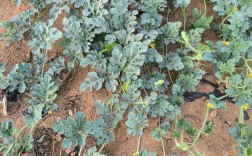 河北露地西瓜怎么种才高产？