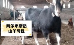 什么品种的羊体型小？