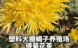 塑料大棚蝎子养殖技术要点有哪些？