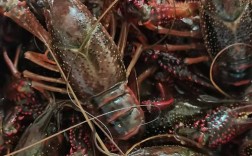 稻田龙虾养殖技术有哪些关键要点？