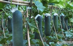 冬瓜种植技术如何有效提升产量？