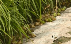 水稻里适合养什么蛙？