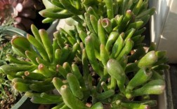 哪些多肉品种叶片会长得特别长？