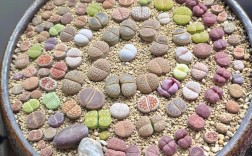 哪些生石花品种最好养？