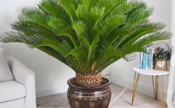 铁树品种有哪些？