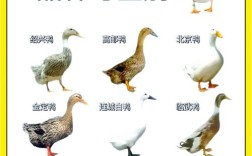 哪些鸭子品种能吃？