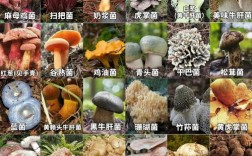 能吃蘑菇的品种及图片