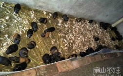 2025年商品黑豚价格会涨还是跌？