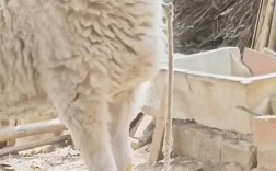 杜泊小尾寒羊养殖技术