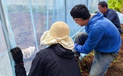 云南蚂蚱养殖技术视频