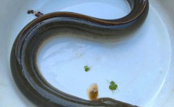 2025年鳗鱼价格会涨还是跌？