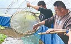池塘养龙虾技术视频，哪些关键点需掌握？