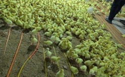 养小鹅苗技术视频，关键点有哪些？